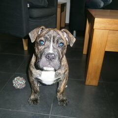 Onze heerlijke kerel Mr. Wilson