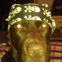 Tja, ben wel een stoere hond ;-)