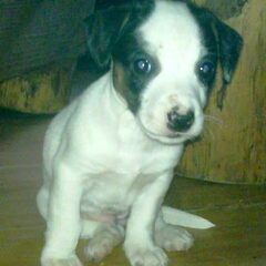 younah 6 weekjes