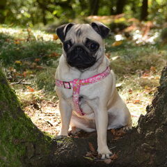 my little sisje my dogg##in het bos rhenen was super leuk…