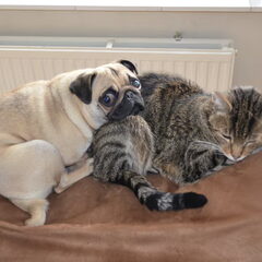 MYY DOGG ANDD THE OLD CAT