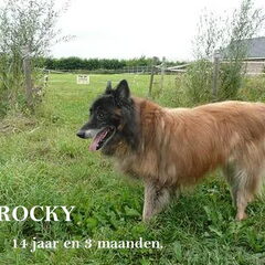hoi ik ben Rocky en 14jaar en 3 mnd oud ik vraag me af of…