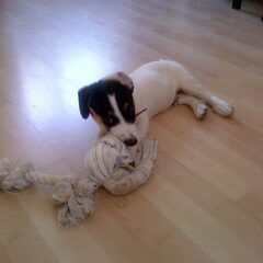 rambo pup van mijn zusje als pup 9a10 weekjes grote broer…