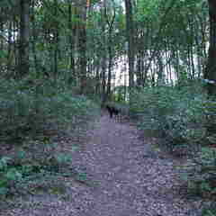 Eindelijk in het bos....