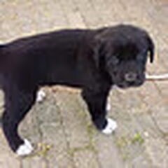 Ook 4 weken ;)