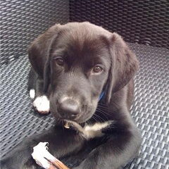 Diesel 8 weken