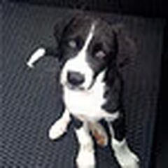 Lime 8 weekjes