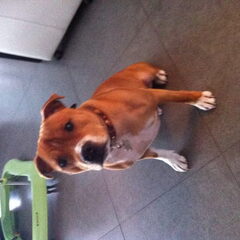 Dit is mijn eerste grote liefde Choco! Een engelse stafford…
