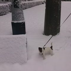 Banshee in de sneeuw bij het 3 landen punt in Vaals :)