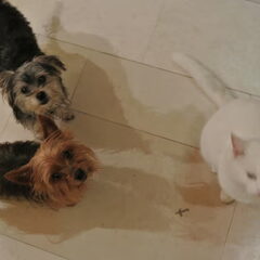 Pebbles, Pico en Flo de witte kat