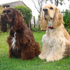 lena en bruno met een blijf oefening
