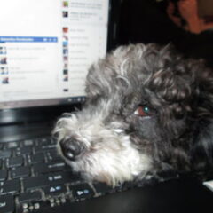 Jacky