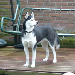 Hee hoor ik daar mijn vriendin de berner sennen teef Joy?