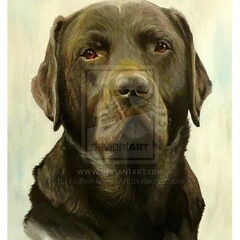 portret van labrador