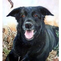 portret zwarte hond