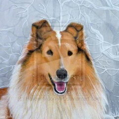 close up collie portret canvas 50x70