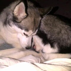 truelove