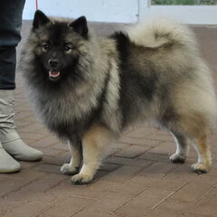 Cherry onze Keeshond teef van 30 juni 2011. Hiermee willen…