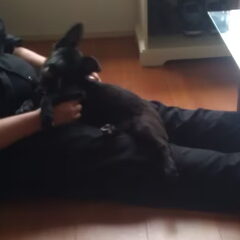 bij de baas opschoot.