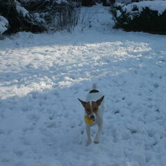 Leuk spelen in de sneeuw !