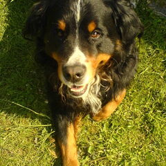 Lieve Joep (RIP)