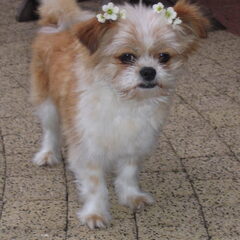 dit is jip onze chihuahua x shitzu reutje! hij is nu 3 jaar…