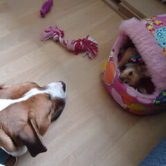 Puppy Jada met grote broer Frodo (amstaff)