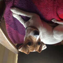 dit is Puck, zij is een half jaar, erg lief , ook…