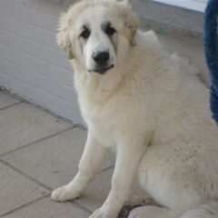 onze pyreneese berghond nu 6 maanden en een half