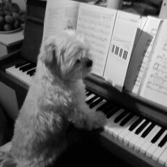Mido achter de piano.