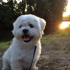 zomer 2012.
