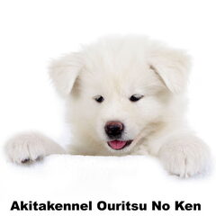 Akita pup