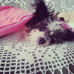 Pip 8 maanden oud