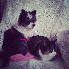 Pip & Poeky