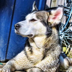 Skylar de Malamute Husky