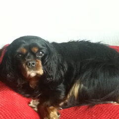 Dit is oska onze lieve hond, Ze is altijd vrolijk en bijt…