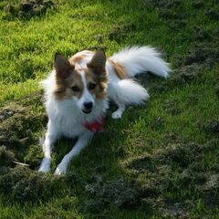 Nysa, m'n vorige hondje