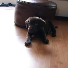 Cayo als pup