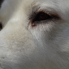 Close up Jego