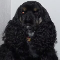 Lief koppie.