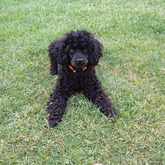 Dit was onze lieve Lexi, helaas is ze maar 4 en half jaar…