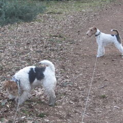 snuffel en puffel!