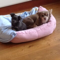 jessie en eli