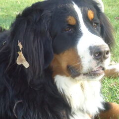 Dusty onze kanjer