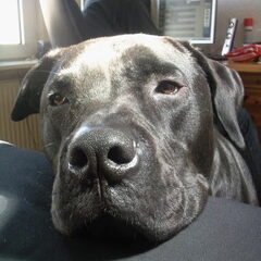 Dit is mijn grote vriend ''jack'' Hier wilde hij aandacht…