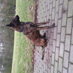 Andor