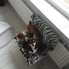 angel,puk,lizzy