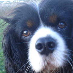 Dit is mijn hondje Luca.