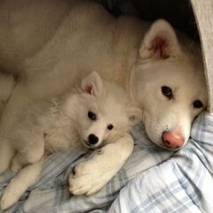 Aika en Yuna 15 Weken