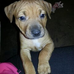 Hello world, ik ben Tess (Burberry) geboren op 27-02-2013